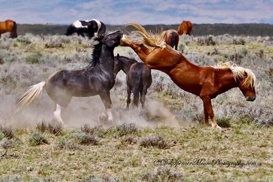 Red Canyon Wild Mustang Tour 5:00