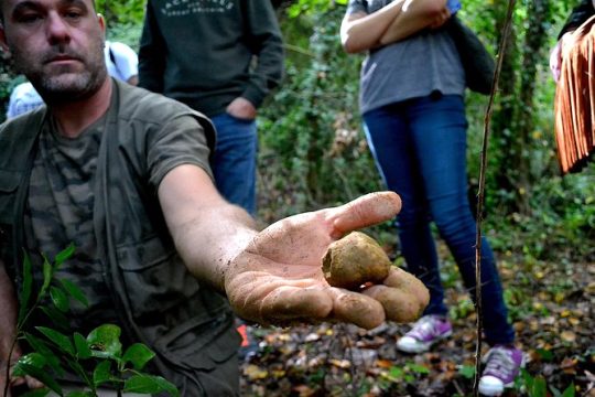 Full-Day Small-Group Truffle Hunting in Tuscany with Lunch