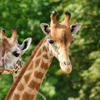 Private & Custom Tours