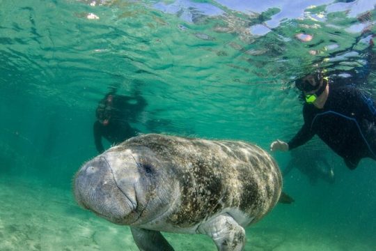 Manatee Snorkeling Tour in the Beautiful Crystal River