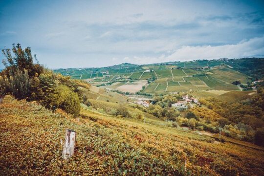 Abellonio Cascina Piccaluga - visit to the vineyards, to the wine tasting cellar