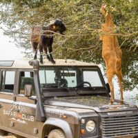 Safaris