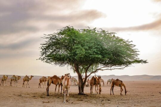 Private 4x4 Mleiha Desert Safari with Stargazing and Dinner