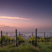 Wine Tasting & Winery Tours