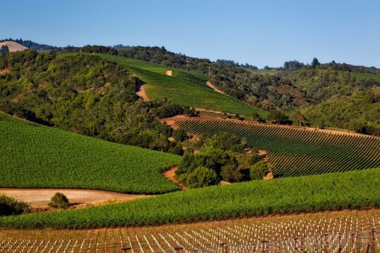 Napa Valley Wine Tasting Tour 6 to 8 Hours max 14 passenger