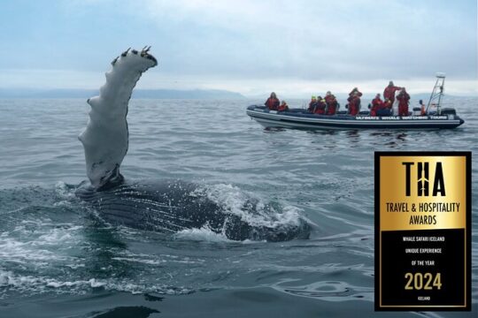 Small-Group Reykjavik RIB Whale Watching Cruise