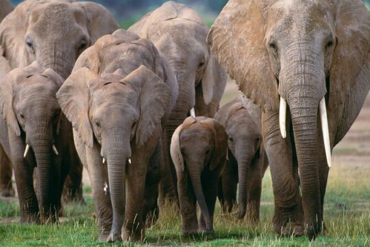 Elephant Orphanage & Giraffe Centre Tour