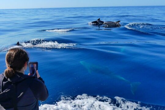 Small Group Dolphin and Wildlife Watching Tour in Faro