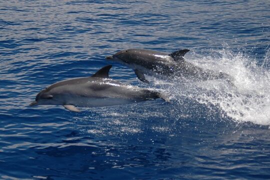 Seaborn Catamaran trips