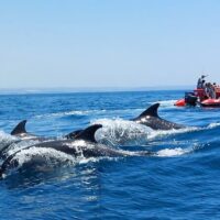 Shore Excursions