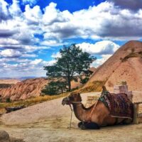 Bus & Minivan Tours