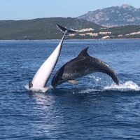 Dolphin & Whale Watching