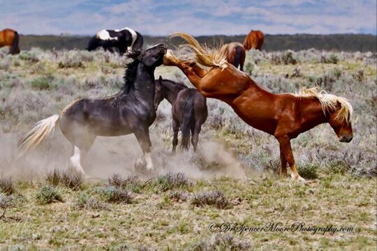 Red Canyon Mustang Tour 8am