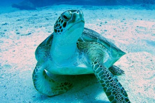 The Original Eco Tour Full-Day Around the Island of Sint Maarten