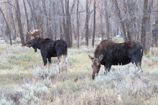 Grand Teton National Park - PRIVATE Sunset Tour from Jackson Hole