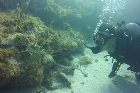 SCUBA Dive Key Largo Reef (min 6 divers)