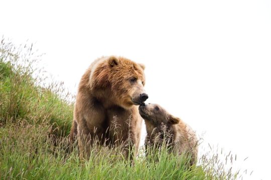 Libearty Bear Sanctuary and Dracula's Castle - Day Tour from Bucharest