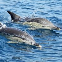 Dolphin & Whale Watching