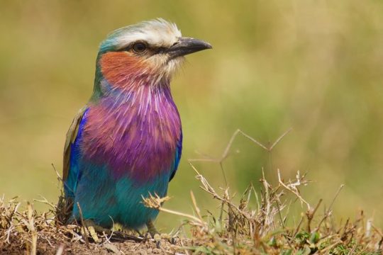 Arusha National Park Private Safari