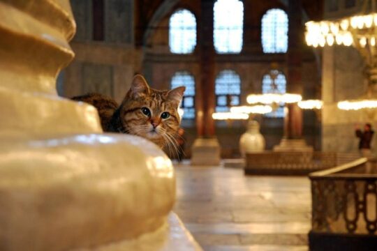 Must - See Istanbul Stops 1: Half Day Morning Tour