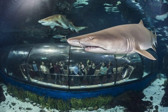 Skip the Line: Barcelona Aquarium Ticket