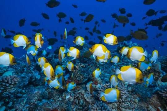Maui Snorkel & Slide 1PM - 4PM