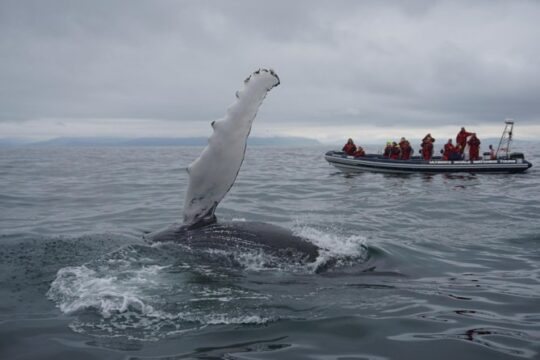 Express Whale Watching by RIB boat from Akureyri