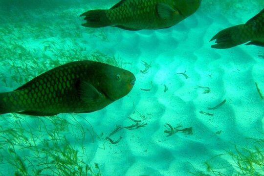 A Unique Private Snorkel Tour of Key Largo
