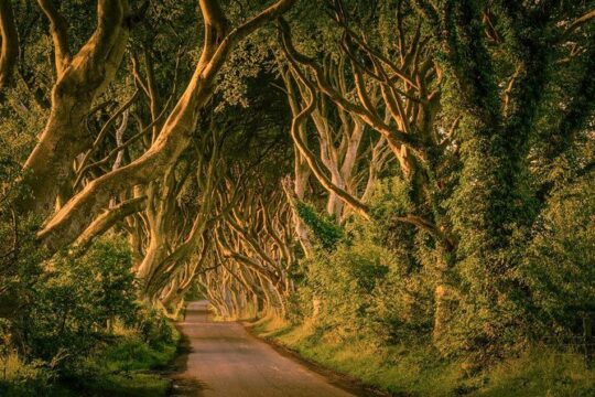 Belfast - Giants Causeway , Dunluce Castle and Dark Hedges