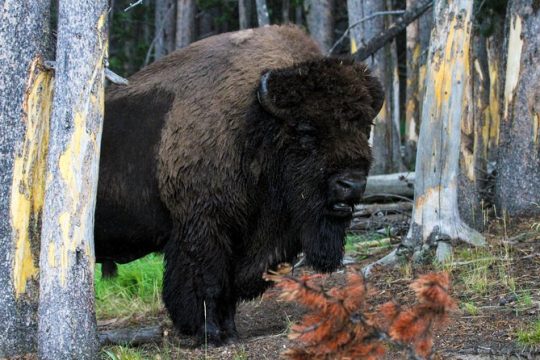 Yellowstone Private Upper Loop Tour with Lunch