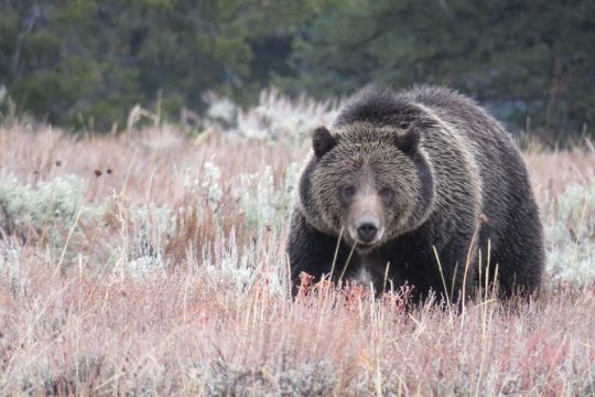 Yellowstone & Grand Teton National Parks - Ultimate Wildlife Safari