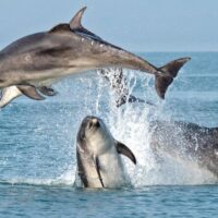 Water Sports