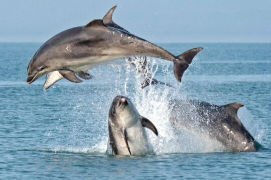 Dolphin Watching Tour with Snorkeling from Olbia
