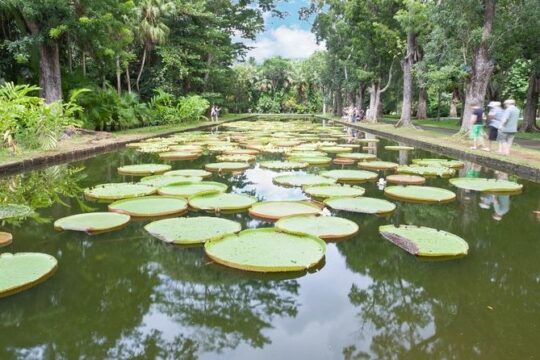 Private North Day Tour: Botanical Garden, Sugar Museum, Rum Tasting, Port Louis