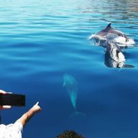 Cruises, Sailing & Water Tours