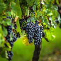 Food, Wine & Nightlife