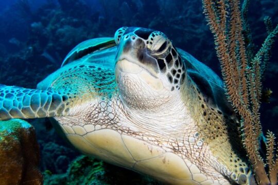 Private Discover Scuba Diving