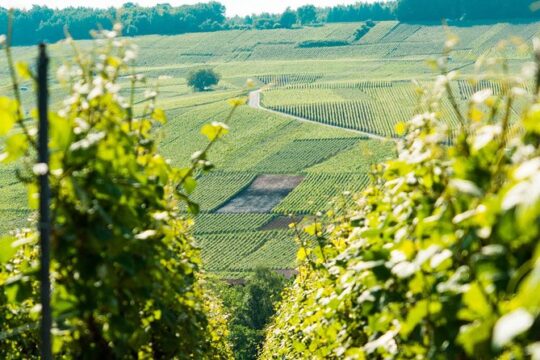 Champagne Day Trip with 6 tastings, Reims Cathedral & Family Winery from Paris