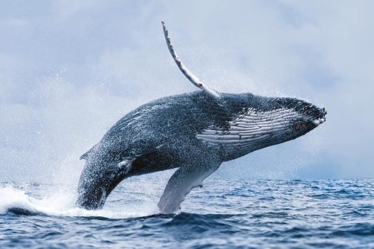 Whale Watching Tour from Reykjavik