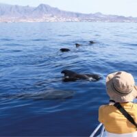 Cruises, Sailing & Water Tours