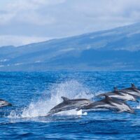Cruises, Sailing & Water Tours