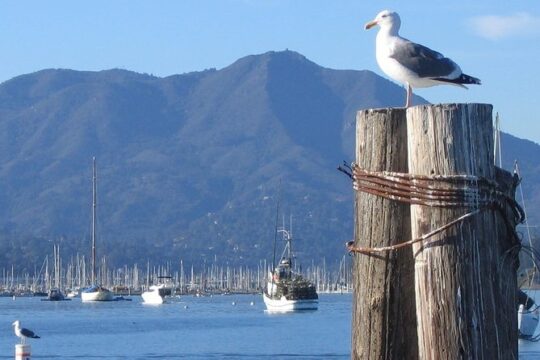 Straight to the Gate Access: San Francisco Ferry to Sausalito