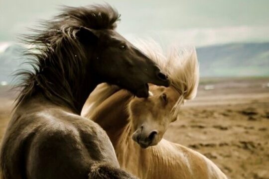 Private 4 Hour Red Canyon Wild Mustang Air Conditioned Van Tours