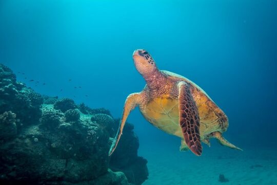 Kauai's Ultimate Zodiac Boat 2 Tank Adventure Dive (Certified Divers Only)