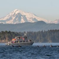 Day Cruises
