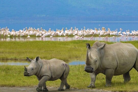 Private Day tour to Lake Nakuru with optional Boat Ride on Lake Naivasha