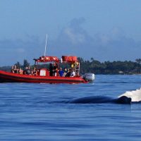 Cruises, Sailing & Water Tours