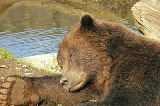 Sitka Sightseeing Tour including Fortress of the Bear and Totem Poles
