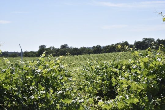 Lodi wine tasting tours Customized private 1 to 14 passenger