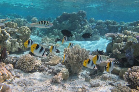 Morning Snorkeling Shared Boat Tour in Bora Bora